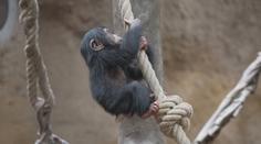 Ostravská zoo slaví nový přírůstek. Je jím mládě šimpanze hornoguinejského