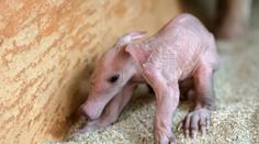 Roztomilý přírůstek: V pražské zoo se narodilo mládě hrabáče! FOTO