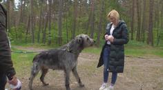K Máchovu jezeru se sjeli vlkodavové. Jsou to něžní obři, tvrdí jejich páníčci