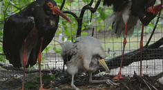 Děčínská zoo slaví. Podařilo se ji odchovat další vzácné mládě