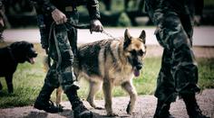 Psí hrdinové hledají domov! Armáda je nabízí za pár stovek