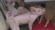 Stavy prasat v Česku pomalu rostou. Farmáře doposud drtily ceny ze zahraničí