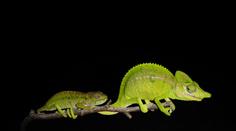 Vzácný chameleon žije! Odborníci objevili ztracené zvíře po 100 letech