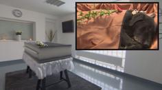 Krematorium pro zvířata: Jak vypadá psí pohřeb a kolik stojí?