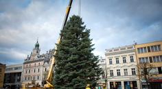 Česko se připravuje na Vánoce. Hlasujte o nejhezčí stromek. ANKETA
