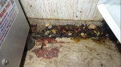 Mrtví hlodavci i plísně. Inspekce přes léto uzavřela řadu hospod a restaurací