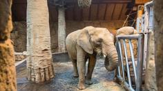 Radostná zpráva ze zlínské zoo. Slonice Kali porodila zdravé mládě!