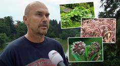 Mají se zahrádkáři bát invazivních rostlin? REAKCE ODBORNÍKA