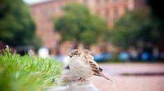 Podle ptáků poznáte kvalitu životního prostředí ve městě, tvrdí výzkum