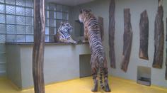 Jihlavská zoo slaví nový přírůstek, v zahradě mají ohromného tygra
