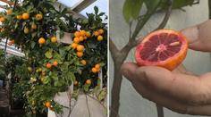 Nadšenec pěstuje ve skleníku citrusy z celého světa