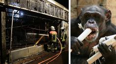 V německé zoo vyhořel pavilon opic. Téměř všechna zvířata uhynula