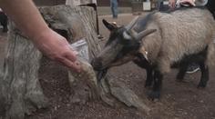 Ostravskou zoo zasáhla smrt kozy. V jejím žaludku našli igelitové sáčky