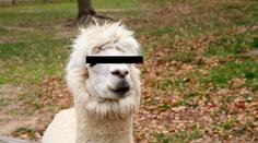 V Německu rostou erotické zoo, kde si můžete půjčit zvíře na sex!