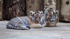 Pražská zoo poprvé představila malá tygřata! Jsou to dvojčata!