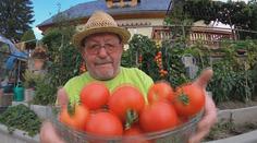 Rekordní úroda rajčat, obří slunečnice i dýně. Zahrádkářům se letos dařilo