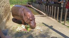 Narozeniny miláčka ze Zoo Dvorec. Hroch Bubi oslavil sedmnáctiny