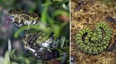 V pražské zoo rozmnožili jednoho z nejvzácnějších hadů! VIDEO