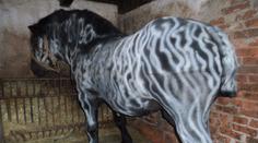 Vandal chtěl z koně sprejem udělat zebru. Pak mu ještě uřízl ocas