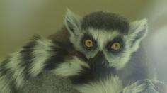 Zoologické zahrady se těší ze zájmu o adopce zvířat