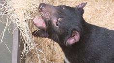 Darwinův kráter v pražské zoo. Tasmánští čerti mají nový domov