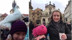 Týraná zvířata slouží jako atrakce! Holuby natírají i jedovatou barvou