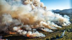 Austrálii sužují vedra: Evakuace, rozsáhlé požáry, mrtvá zvířata!