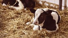 Zázrak na slovenské farmě. Kráva tam porodila trojčata