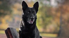 Dojemné shledání. Senior děkoval za záchranu, u pole ho našel policejní pes