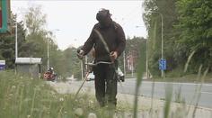 Vysoká tráva u křižovatek může být nebezpečná. Vadí řidičům ve výhledu