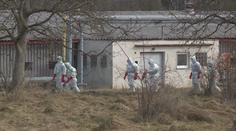 Ptačí chřipka je v osmi krajích, začalo vybíjení nakažených zvířat