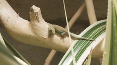 Zoo v Ostravě nabízí tisíce zvířat. Odchovala i vzácného gekona