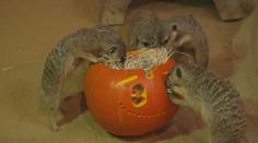 Olomoucká zoo připravila pro zvířata hostinu. Podávala dýně s červy a potkany