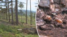 Kůrovec se pomalu stahuje. Lesníci doufají ve zlepšení situace