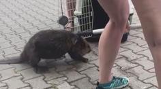 VIDEO: Do areálu televize se zatoulal zdatný bobr. Pryč se mu nechtělo