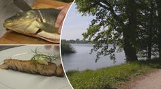 VÍKEND: Třeboňský kapr jako gastronomická specialita!