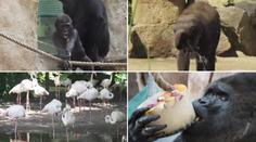 Ledové zmrzliny a sprchy! Takhle se chladí zvířata v pražské ZOO