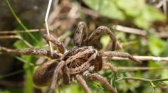 V Rakousku se rozšířily tarantule! Jsou blízko českých hranic