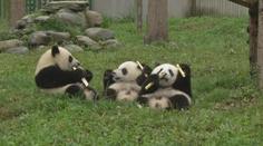 Pandí mláďata v čínské rezervaci Wo-lung oslavila první narozeniny