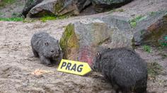 Pražská zoo odtajnila nového obyvatele. Vzácný chlupáč je zatím v karanténě