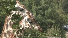 Zoo Jihlava má nové žirafy. Přivítání sledovaly stovky návštěvníků