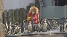 V Česku se uvolní opatření. Obchody i zoo se připravují na otevření
