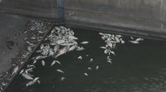Kvůli sinicím uhynuly v Dyji desítky tun ryb. Je to katastrofa, říkají rybáři