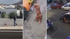 Zákaz vycházení, ven jen s mazlíčkem! Španělé tak venčí rybičky i slepici! VIDEO