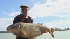 Na Moravě vytáhl z rybníka rekordního kapra - 29 kilogramů!