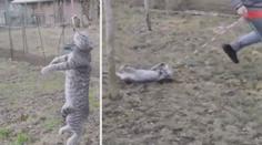 VIDEO: Kluk týral kočku, skoro ji oběsil! Byla to jen hra, tvrdí rodina