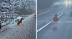 VIDEO: Českolipští policisté chytali klokana Kevina. Pořádně se zapotili