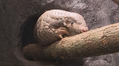 Luskounům konečně skončila karanténa. Pár z Tchaj-wanu je k vidění v pražské zoo