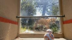 Fanoušci Star Wars! Poznejte nezvyklého návštěvníka zoo v San Franciscu