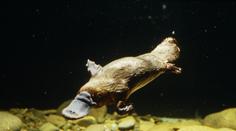 Oblíbené australské zvíře v ohrožení. Hrozí mu vyhynutí, varují vědci